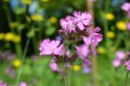 /album/fotogalerij/heemtuin07-05-14-030-jpg/